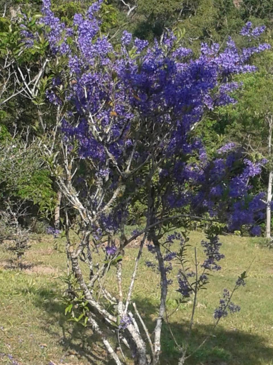 Pousada Recanto Águas Vivas Turvo dos Gois Esterno foto